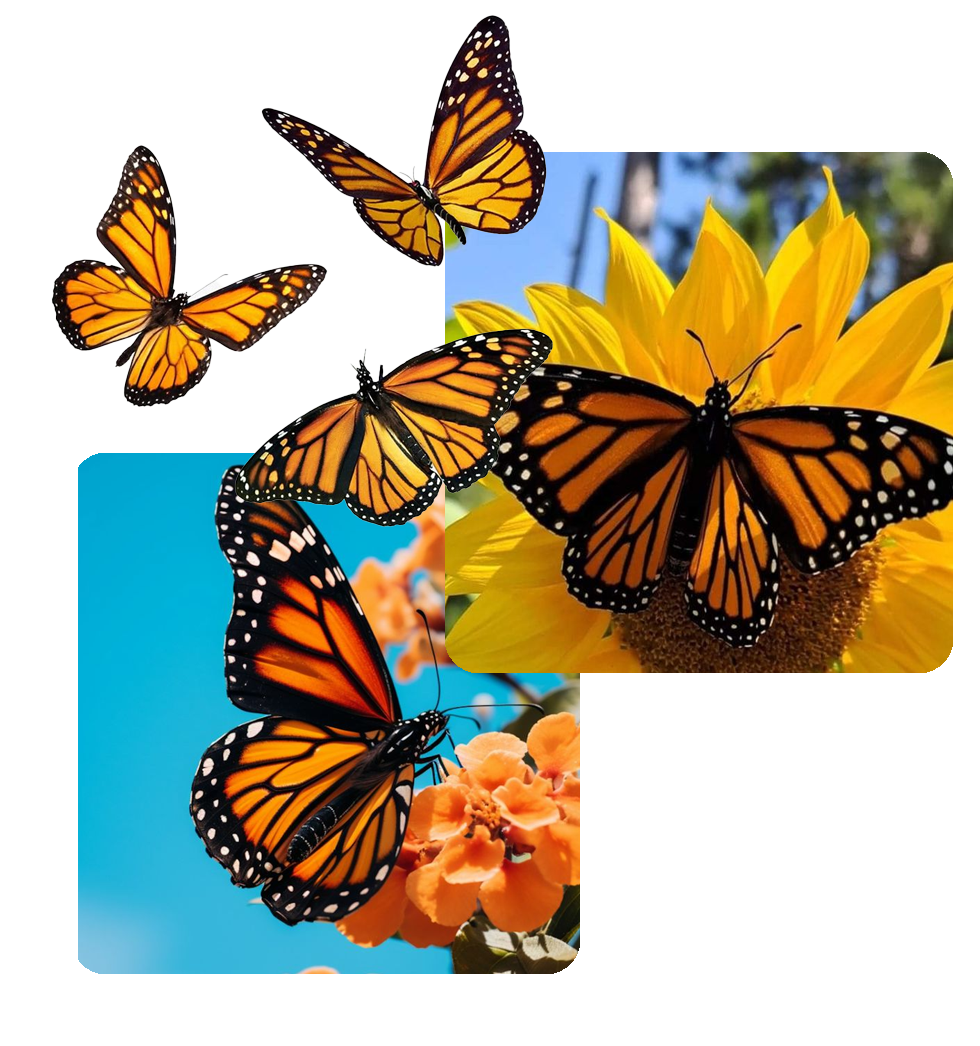 vlinder